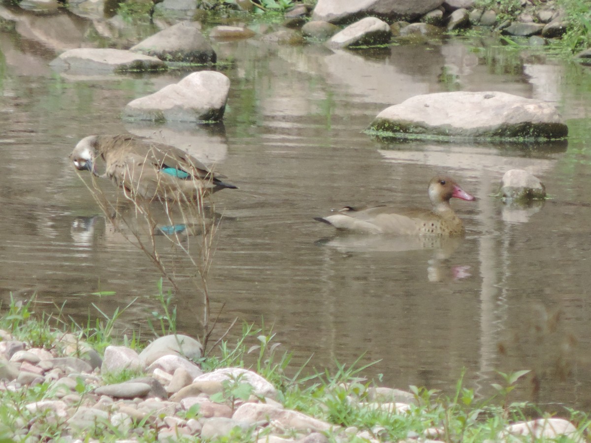 Brazilian Teal - Nazareno Yunes Del Carlo