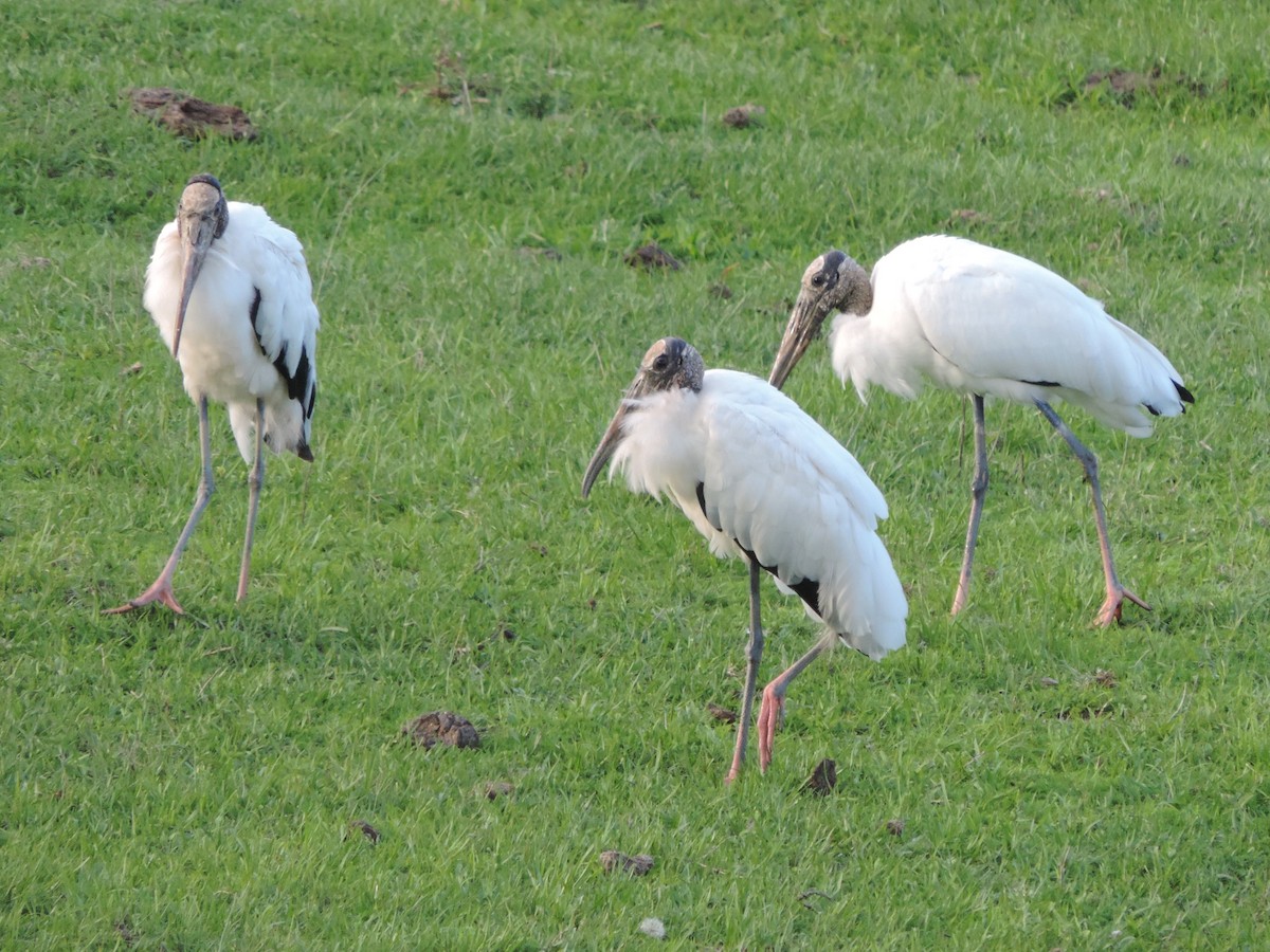 Wood Stork - Nazareno Yunes Del Carlo