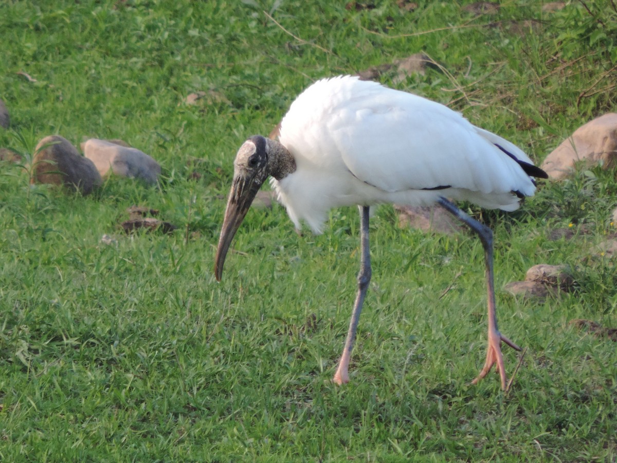 Wood Stork - Nazareno Yunes Del Carlo