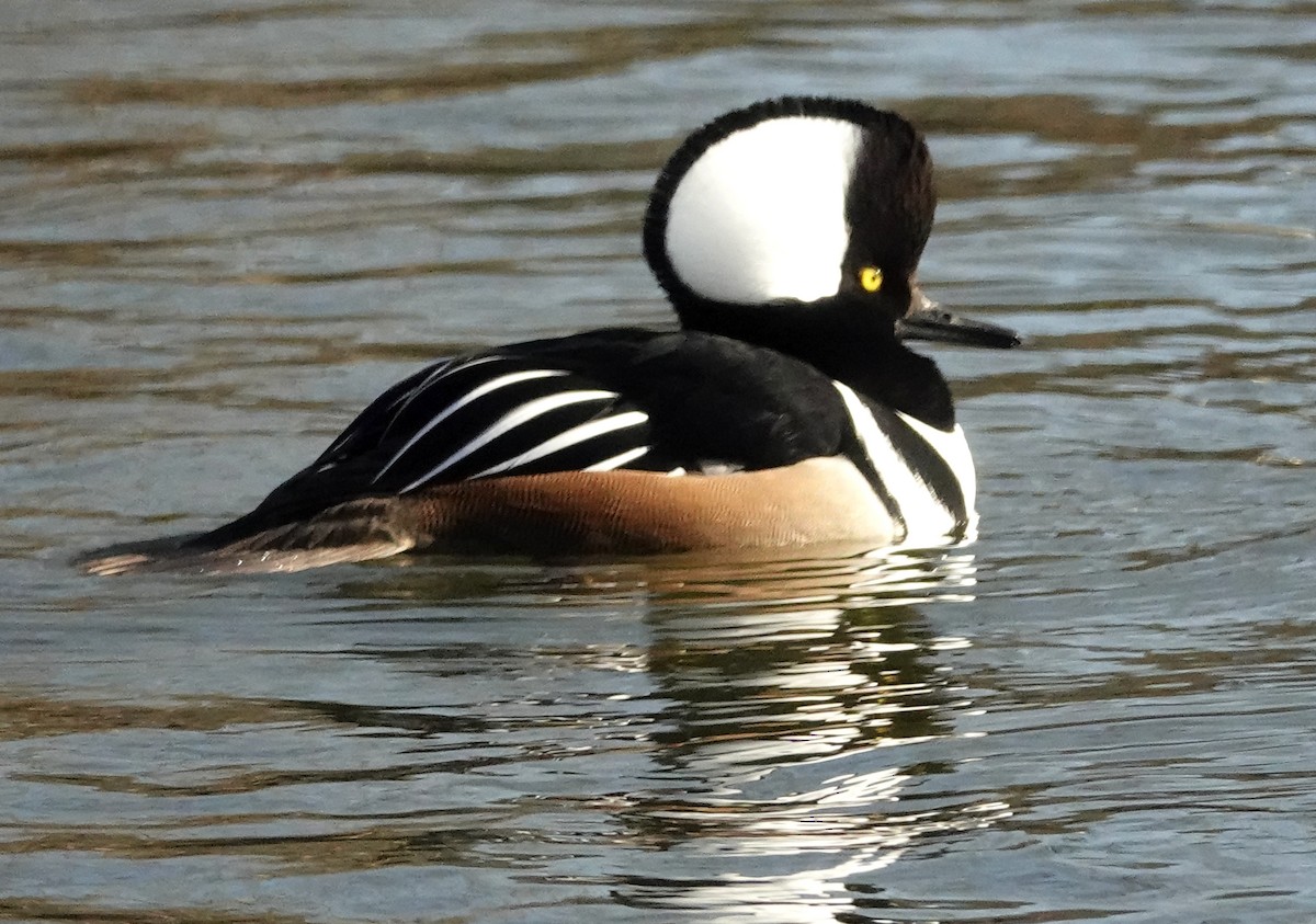 Hooded Merganser - ML518183101