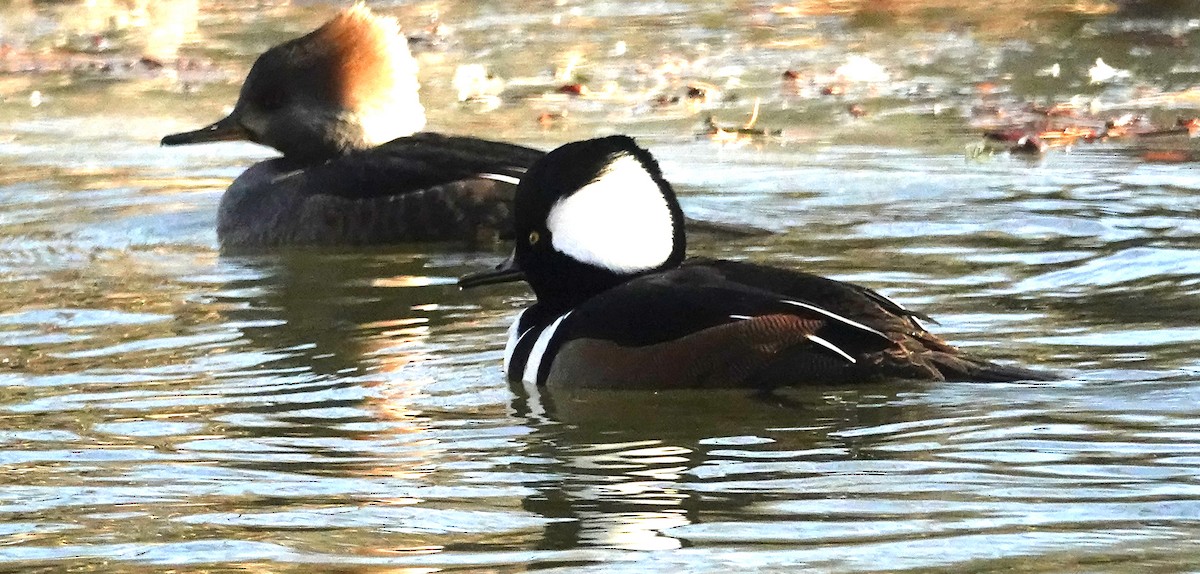 Hooded Merganser - Cynthia Ehlinger