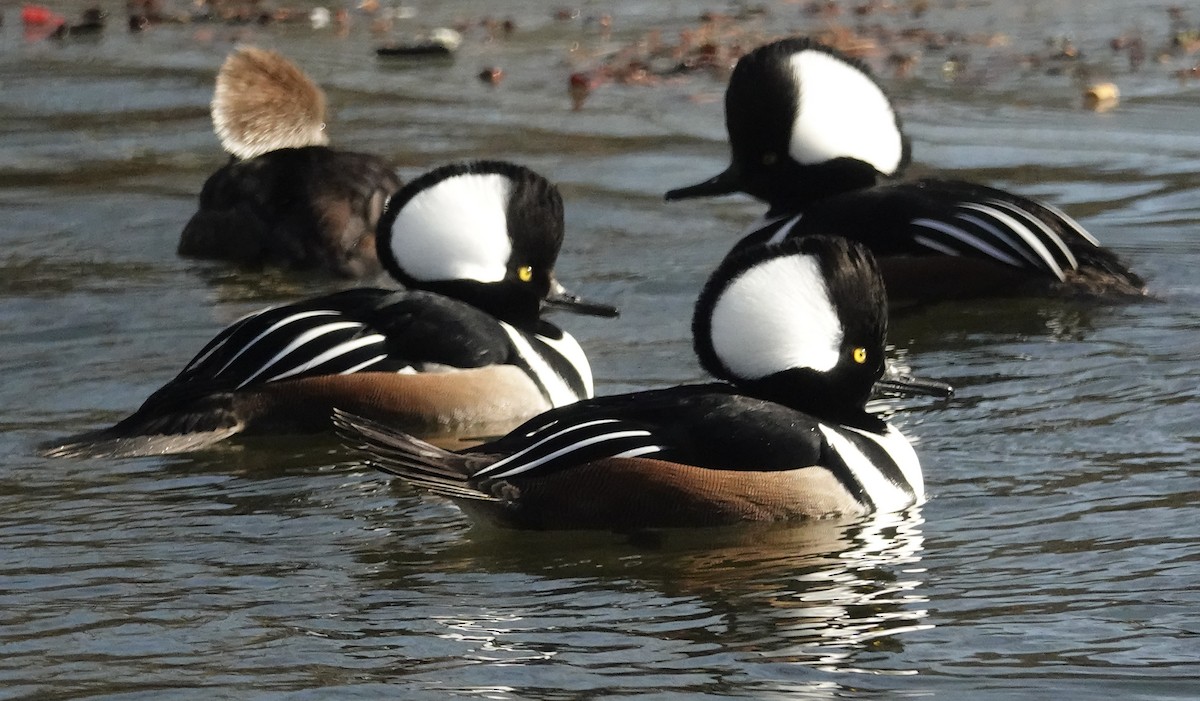 Hooded Merganser - ML518183131