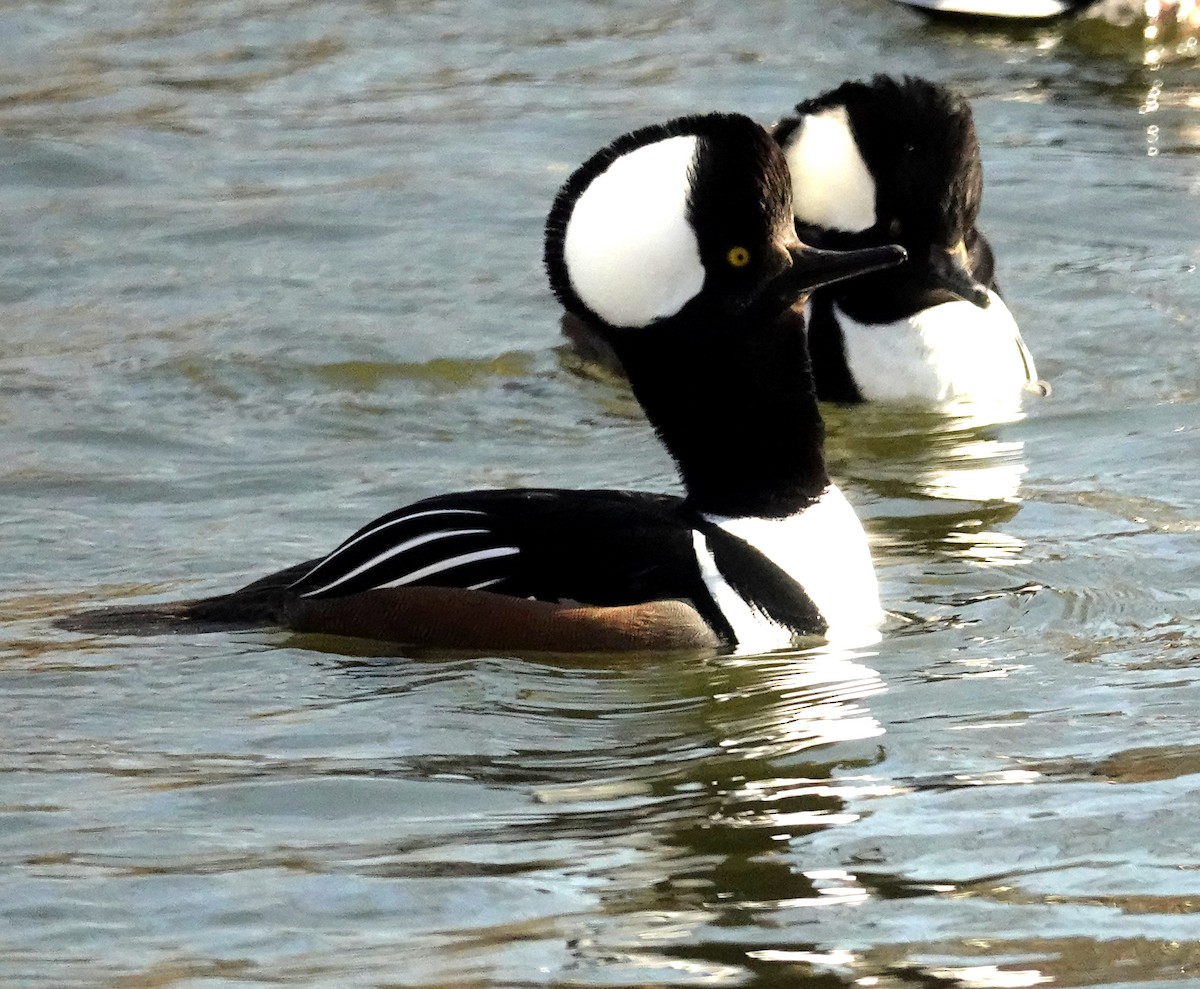 Hooded Merganser - ML518183141