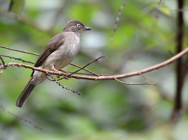 Cream-vented Bulbul - Choy Wai Mun