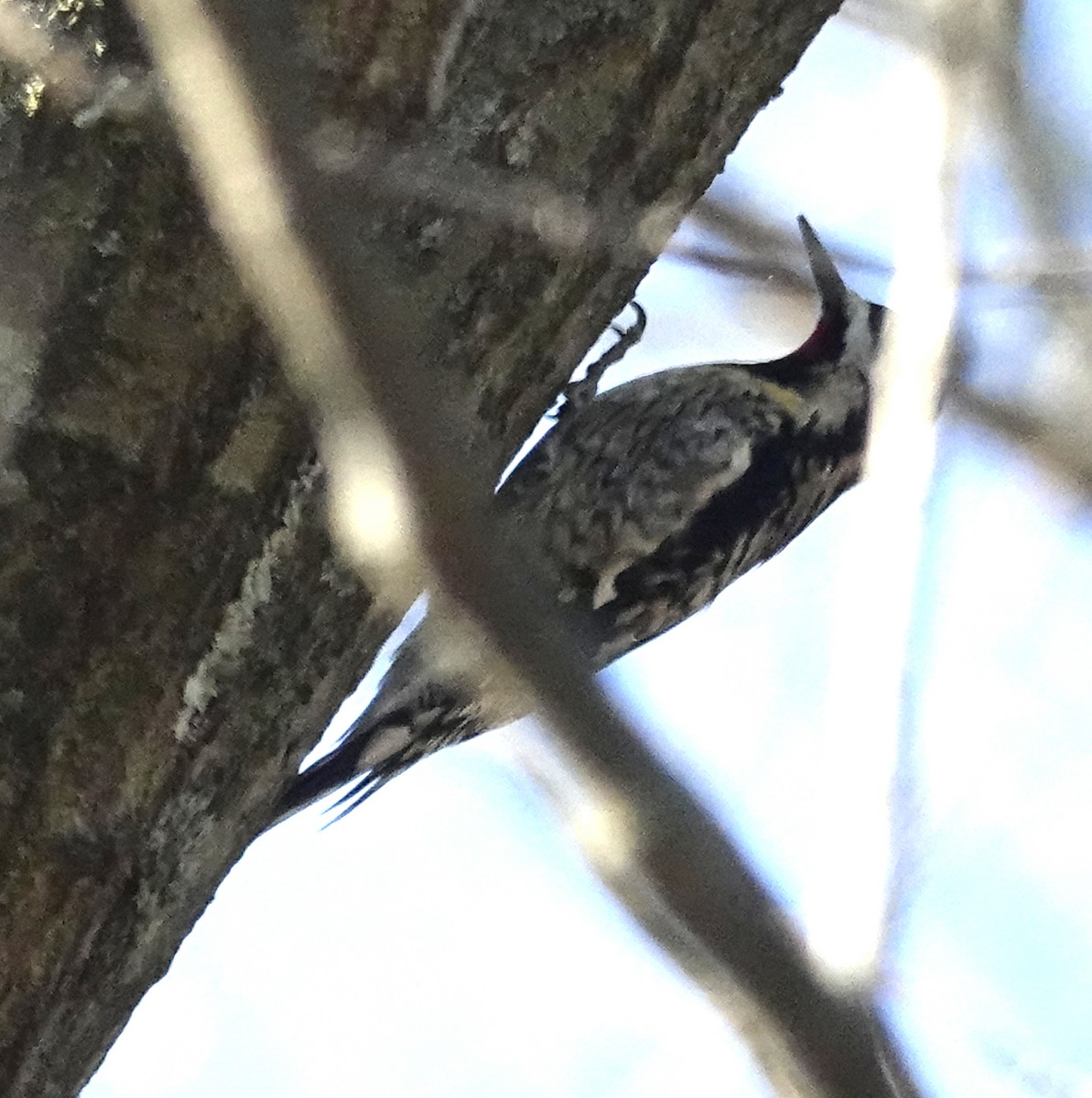 Yellow-bellied Sapsucker - ML518183231