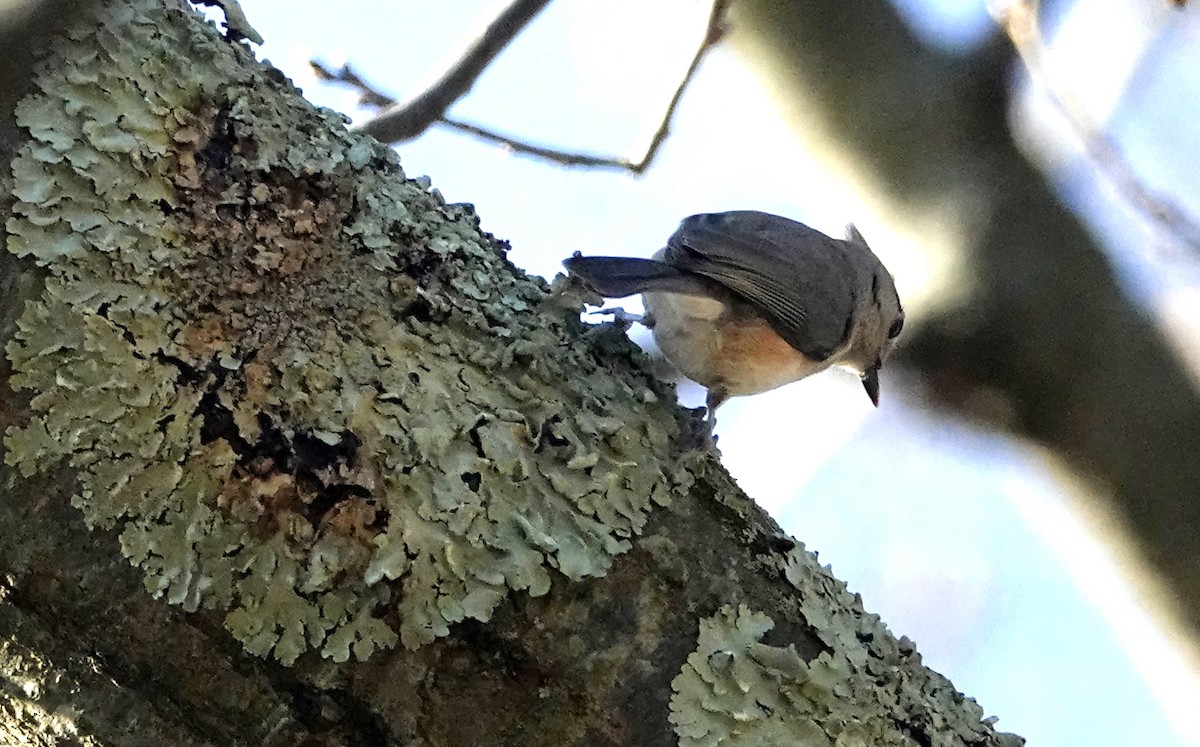 Tufted Titmouse - ML518183291