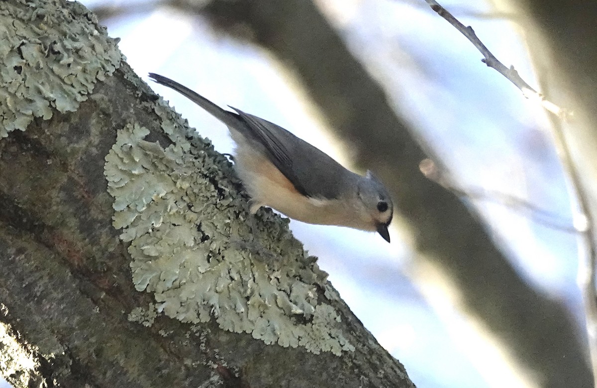 Tufted Titmouse - ML518183301