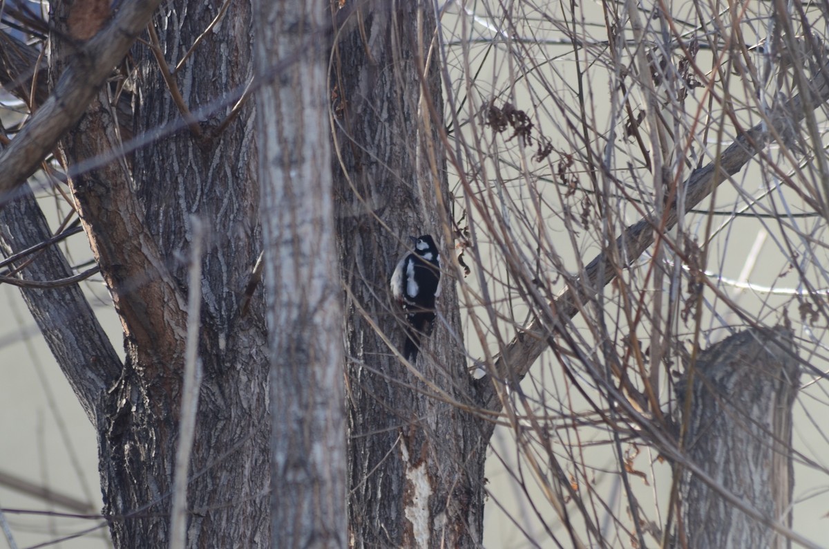 Great Spotted Woodpecker - Murat Kağan Karayiğit