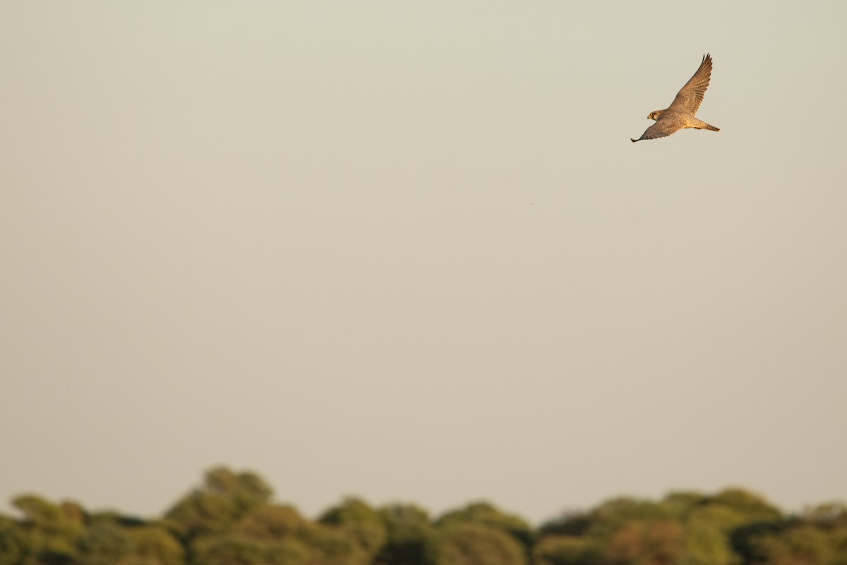 Peregrine Falcon (Barbary) - ML518184161