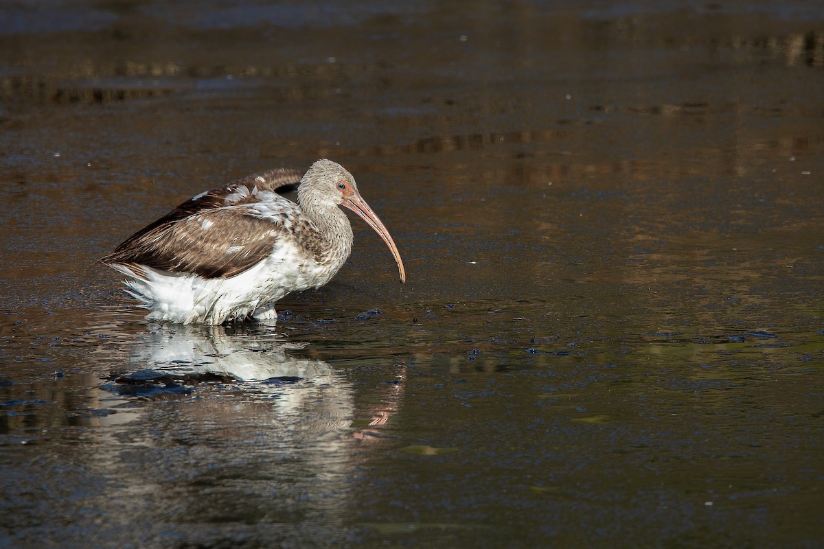 White Ibis - ML518184341