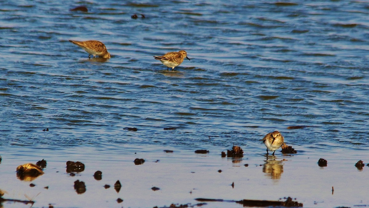 Baird's Sandpiper - ML51818451