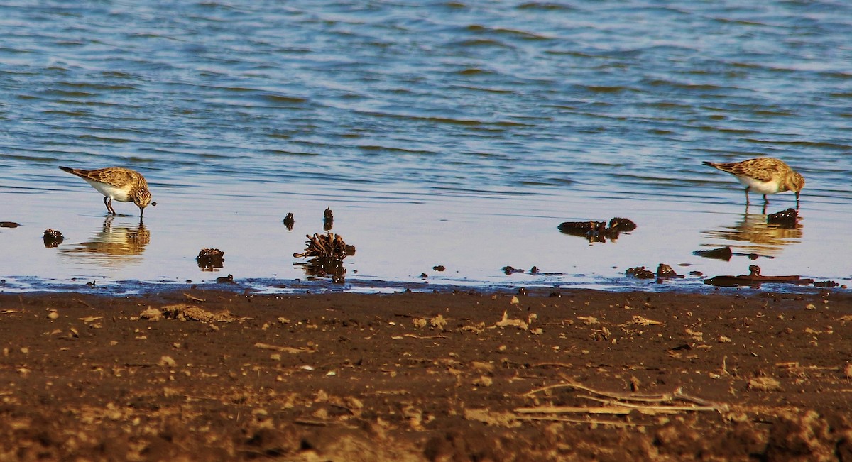 Baird's Sandpiper - ML51818461