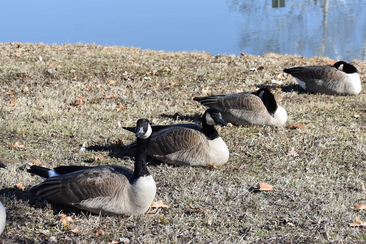 Canada Goose - ML518185191