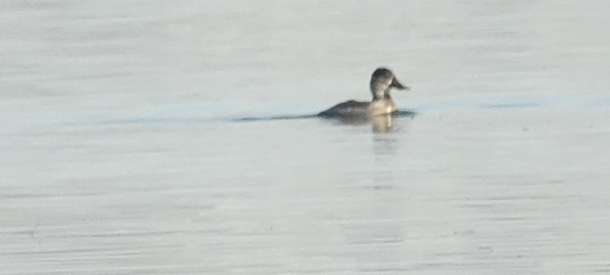 Ruddy Duck - Cynthia Ehlinger