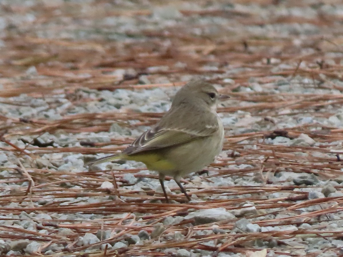 Palm Warbler - Ruben  Stoll