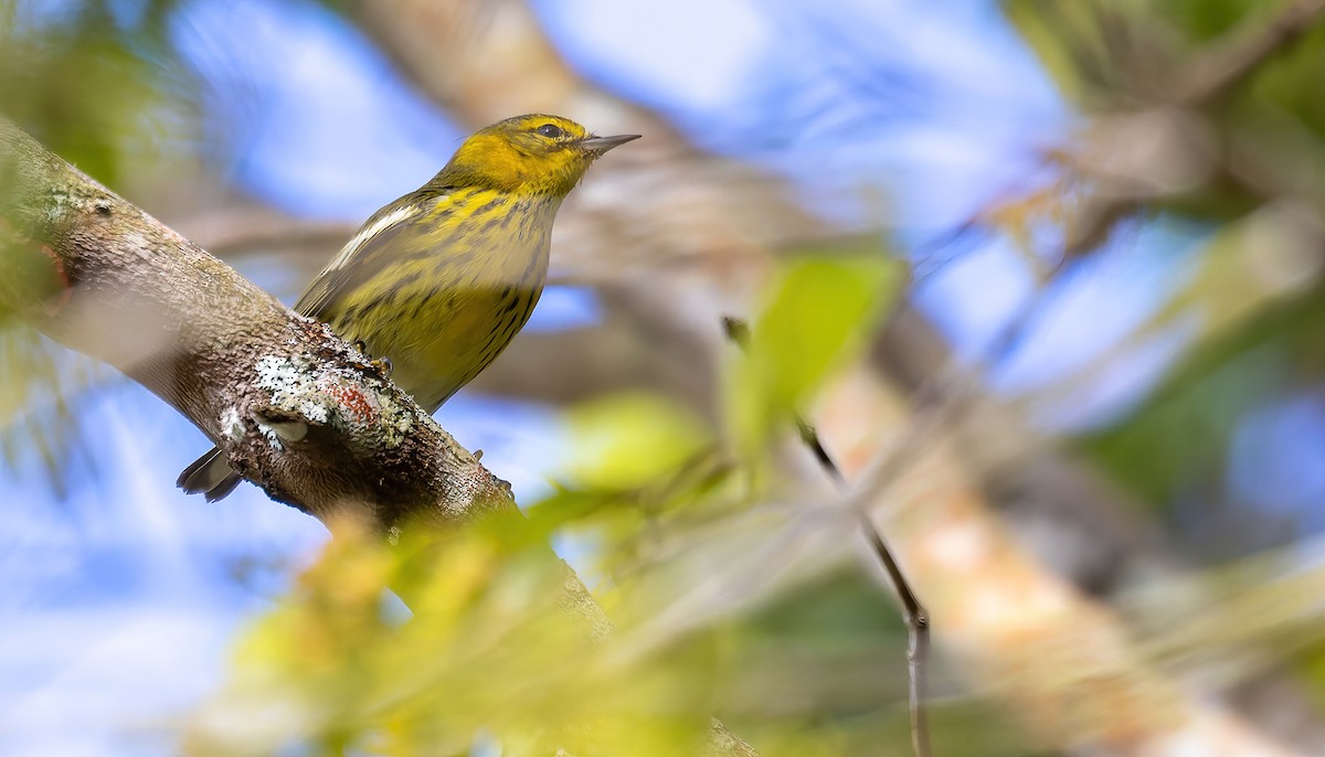 Cape May Warbler - Connor Cochrane