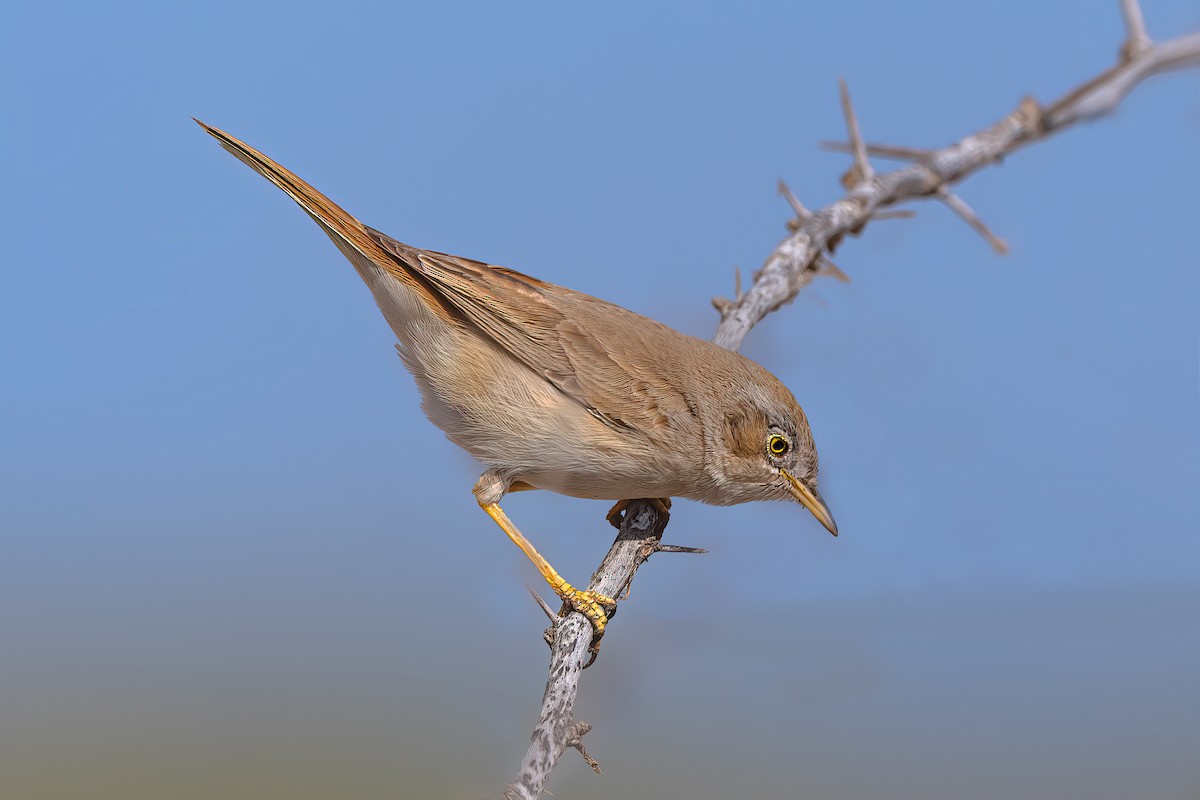 Asian Desert Warbler - ML518187381