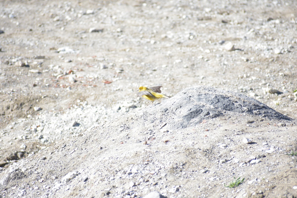 Greater Yellow-Finch - Matías Cortés