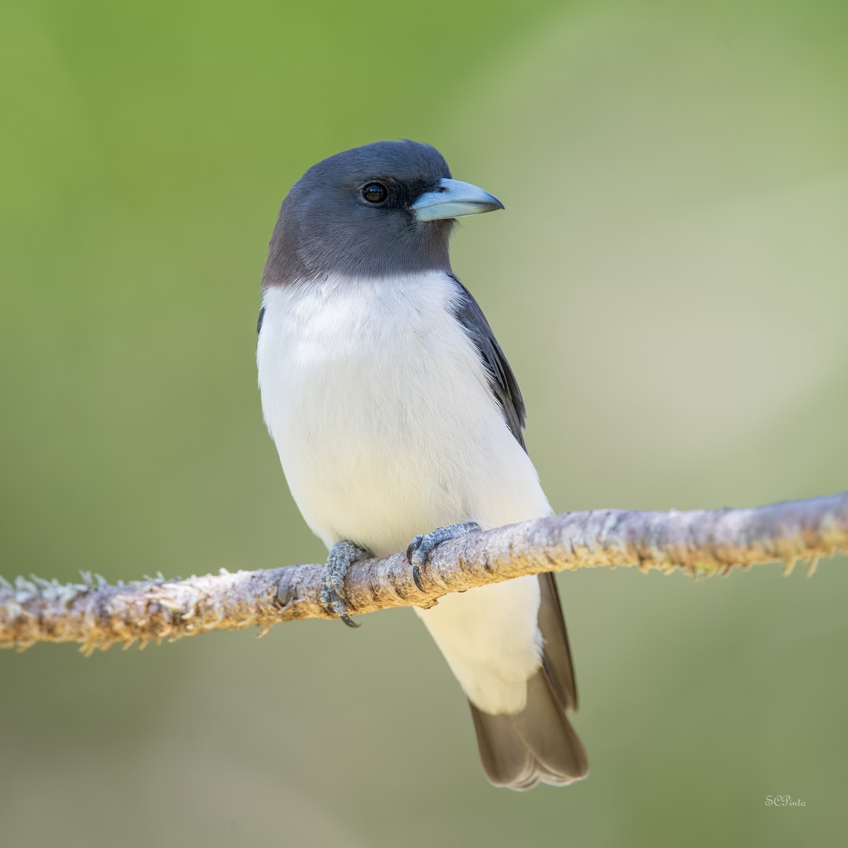 White-breasted Woodswallow - ML518188441