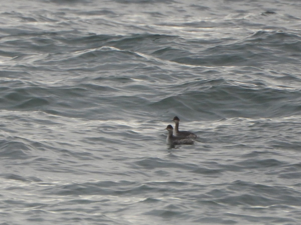 Eared Grebe - ML518189511