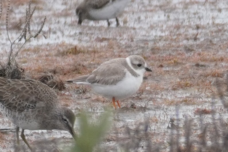 Piping Plover - Emily Hjalmarson