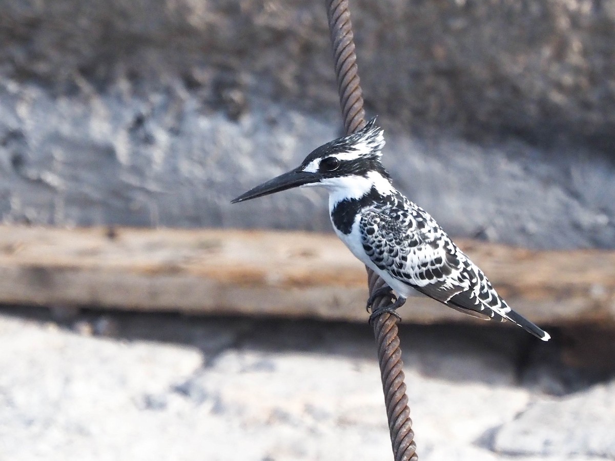 Pied Kingfisher - ML518189971