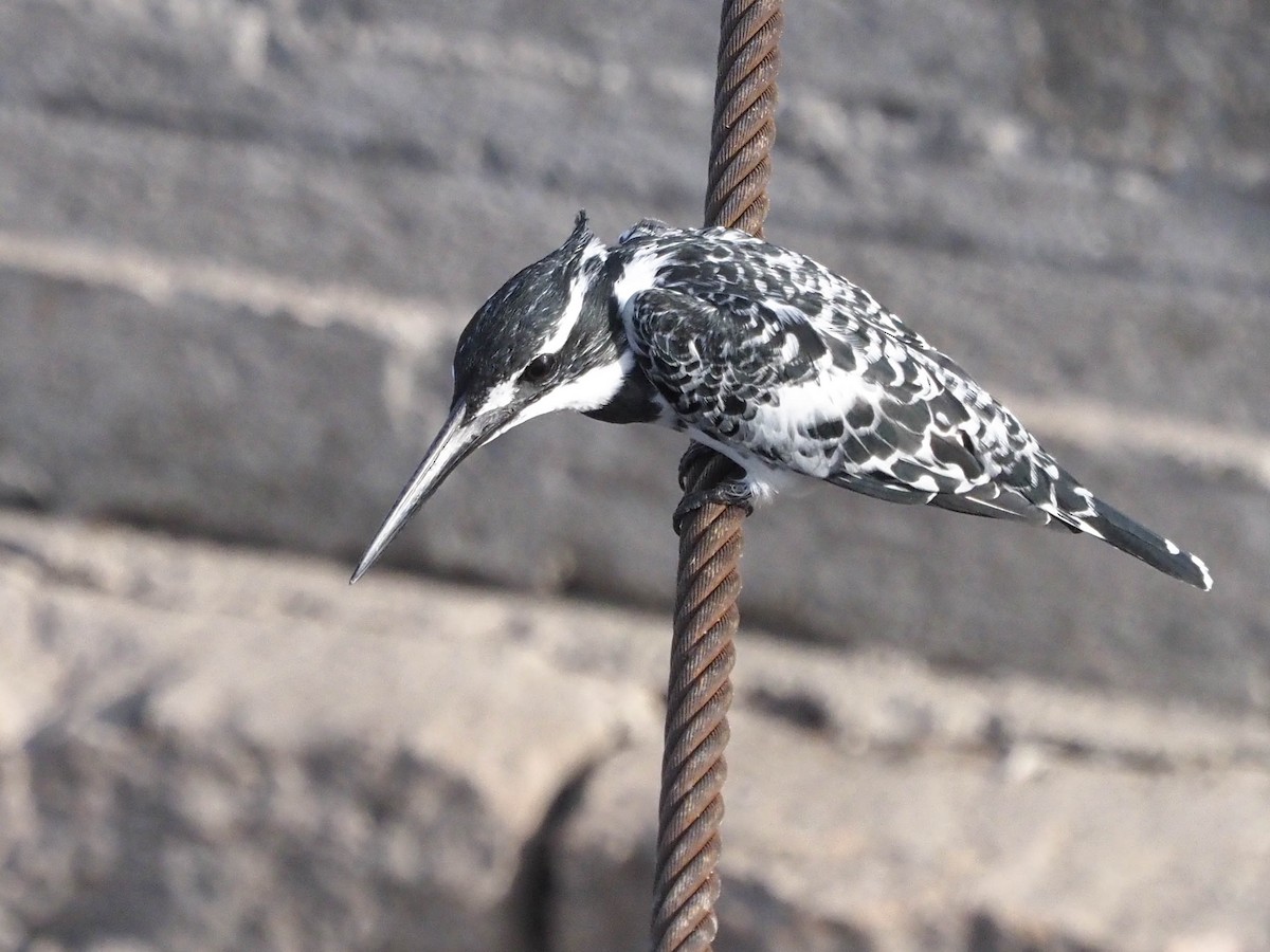 Pied Kingfisher - ML518189981