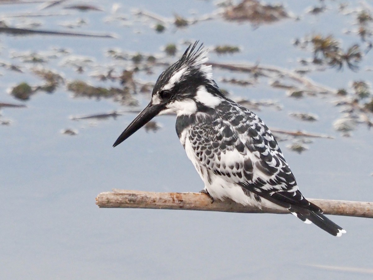 Pied Kingfisher - ML518189991