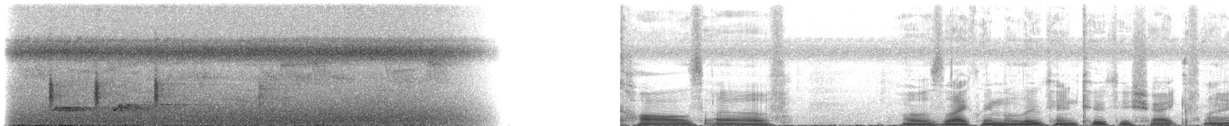 molukklarveeter - ML518190