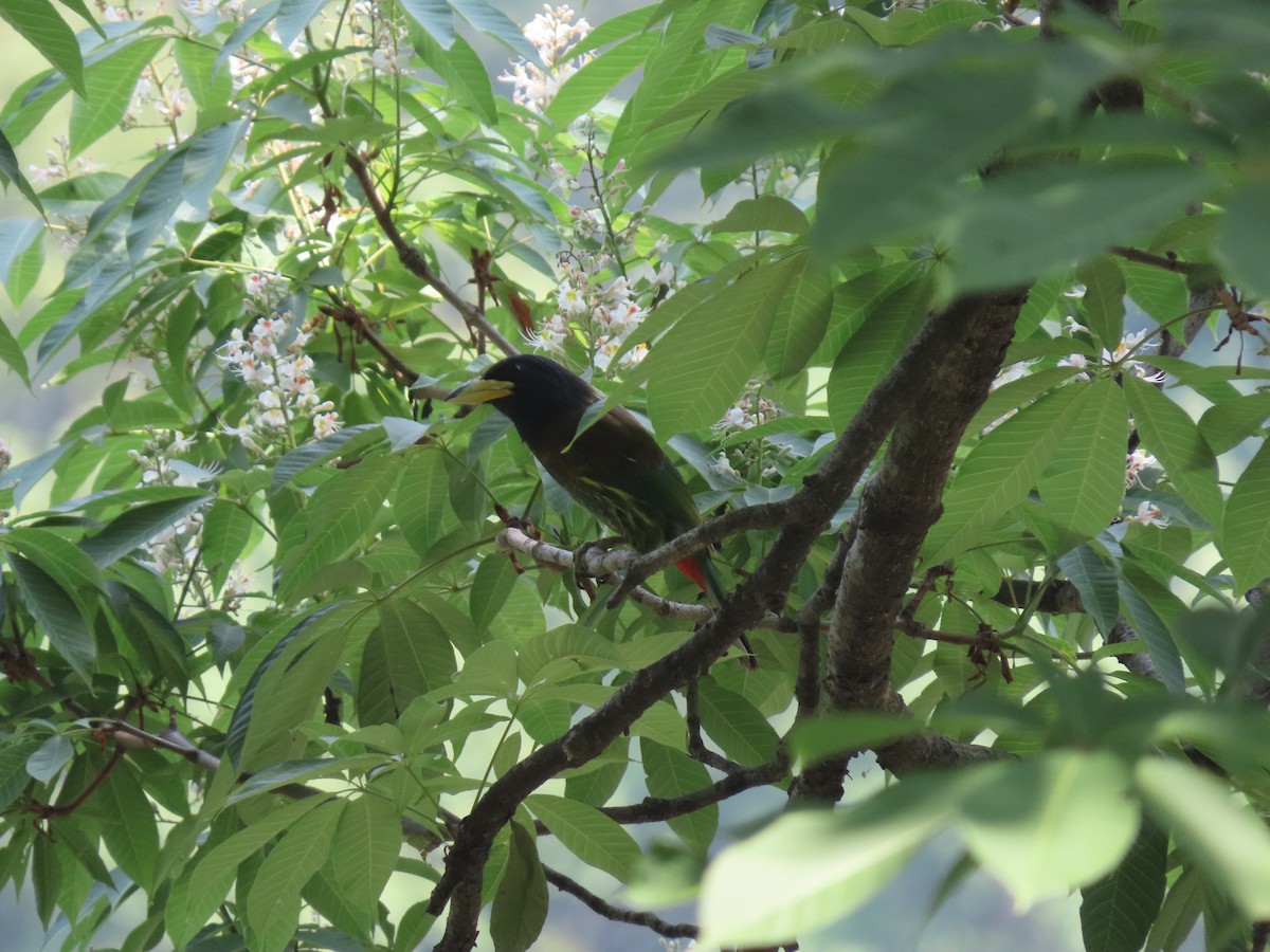 Great Barbet - ML518190061