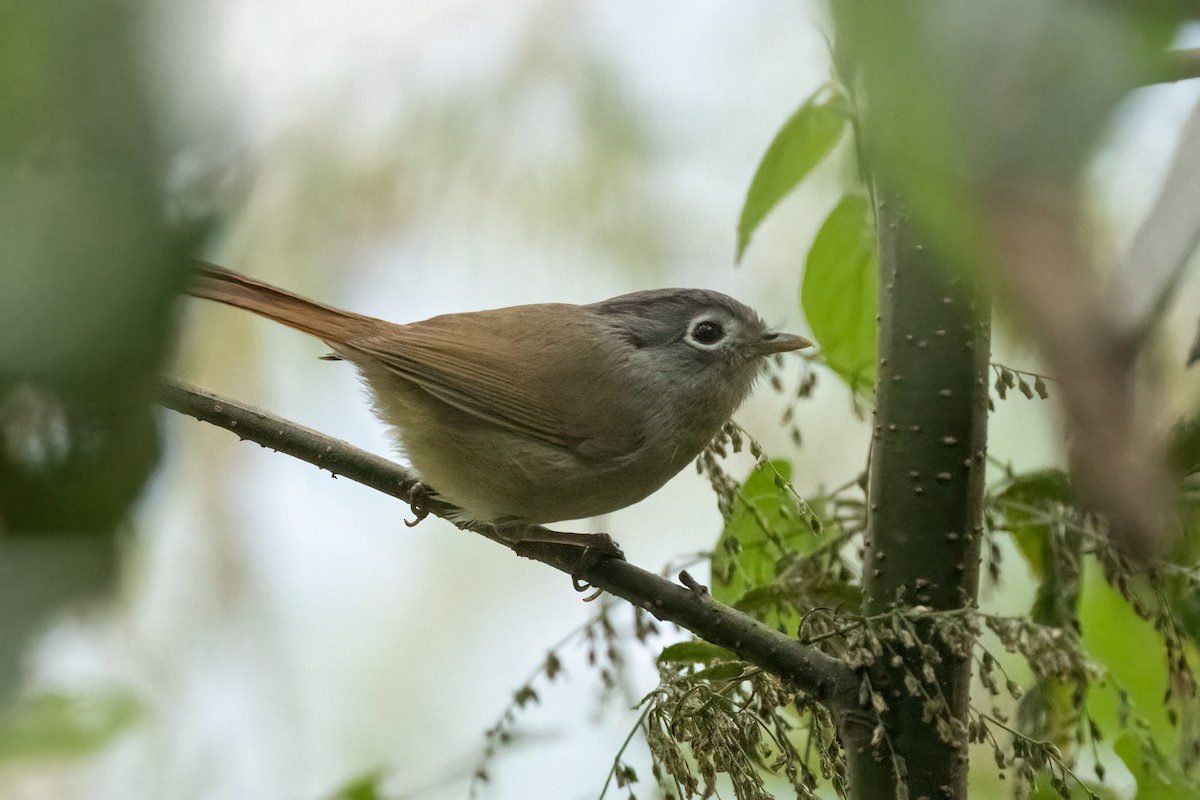 Nepal Fulvetta - Adit  Jeyan