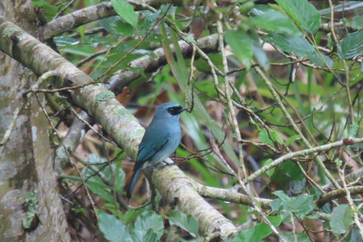 Turquoise Flycatcher - ML518191181