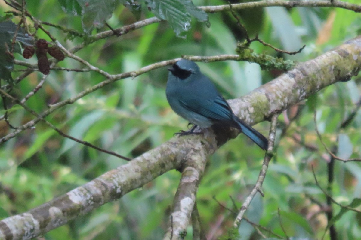 Turquoise Flycatcher - ML518191191