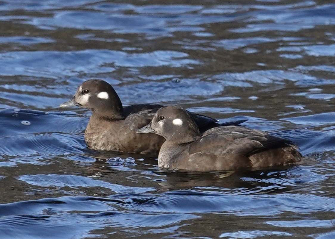 Harlequin Duck - ML518191741