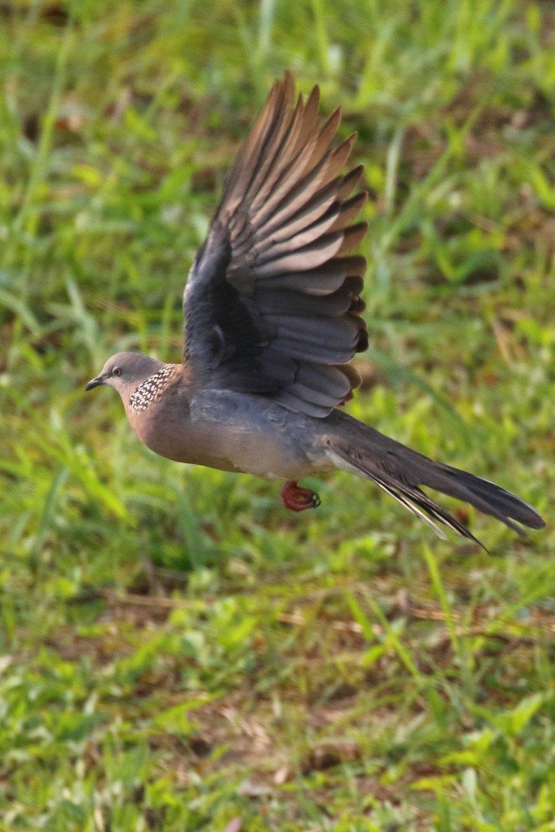 Spotted Dove - ML518191871