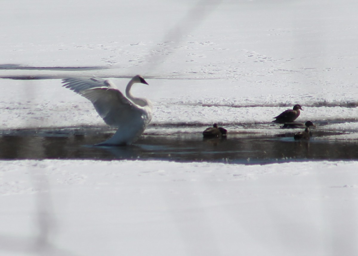 Trumpeter Swan - Bob Heitzman