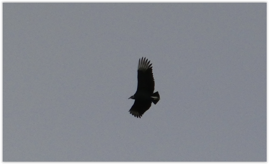 Black Vulture - ML518192031