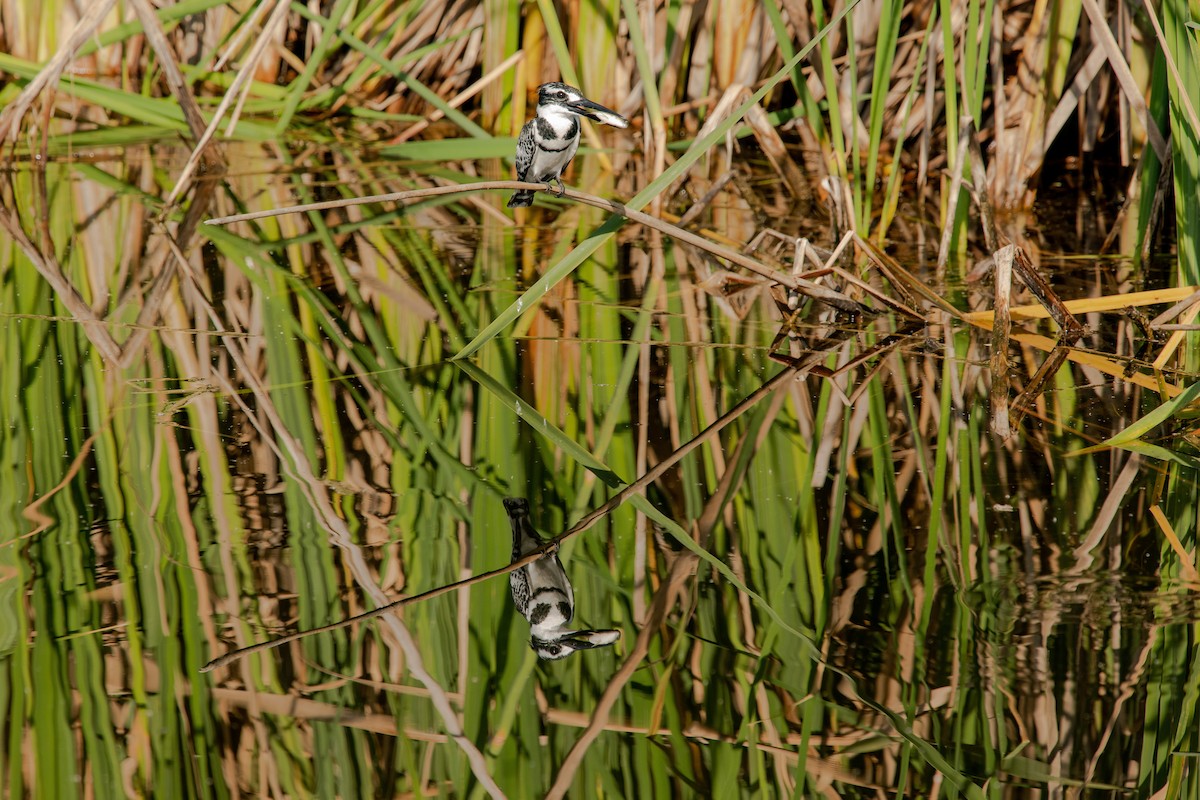 Pied Kingfisher - ML518192171