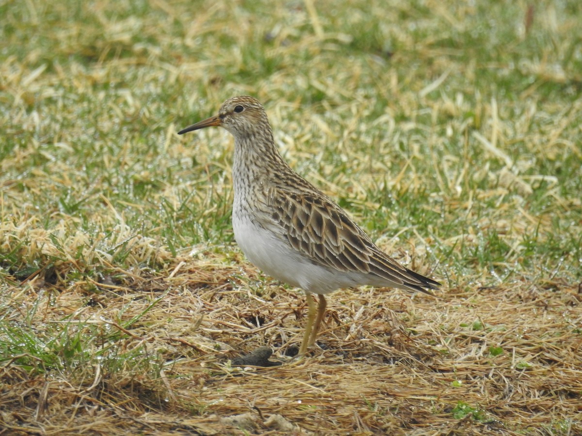 Pectoral Sandpiper - ML51819221