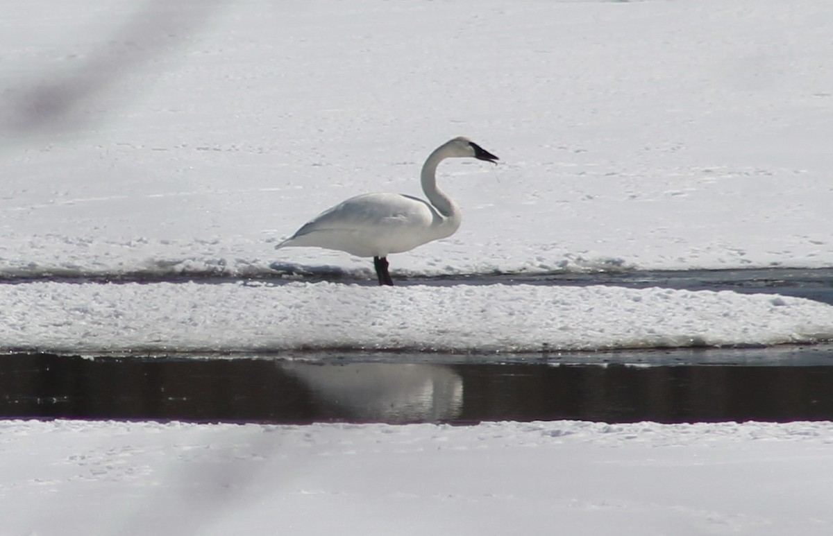 Trumpeter Swan - Bob Heitzman