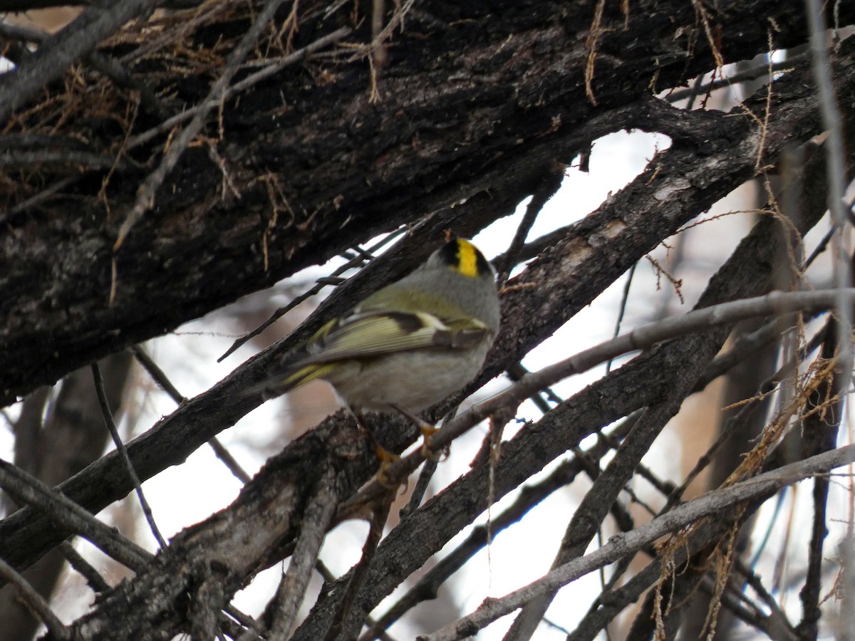 Golden-crowned Kinglet - Hugh & Regina