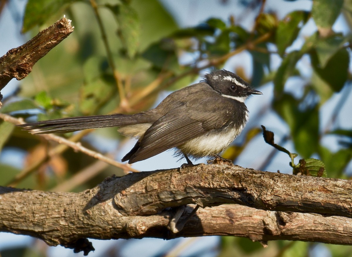 Spot-breasted Fantail - ML518193801