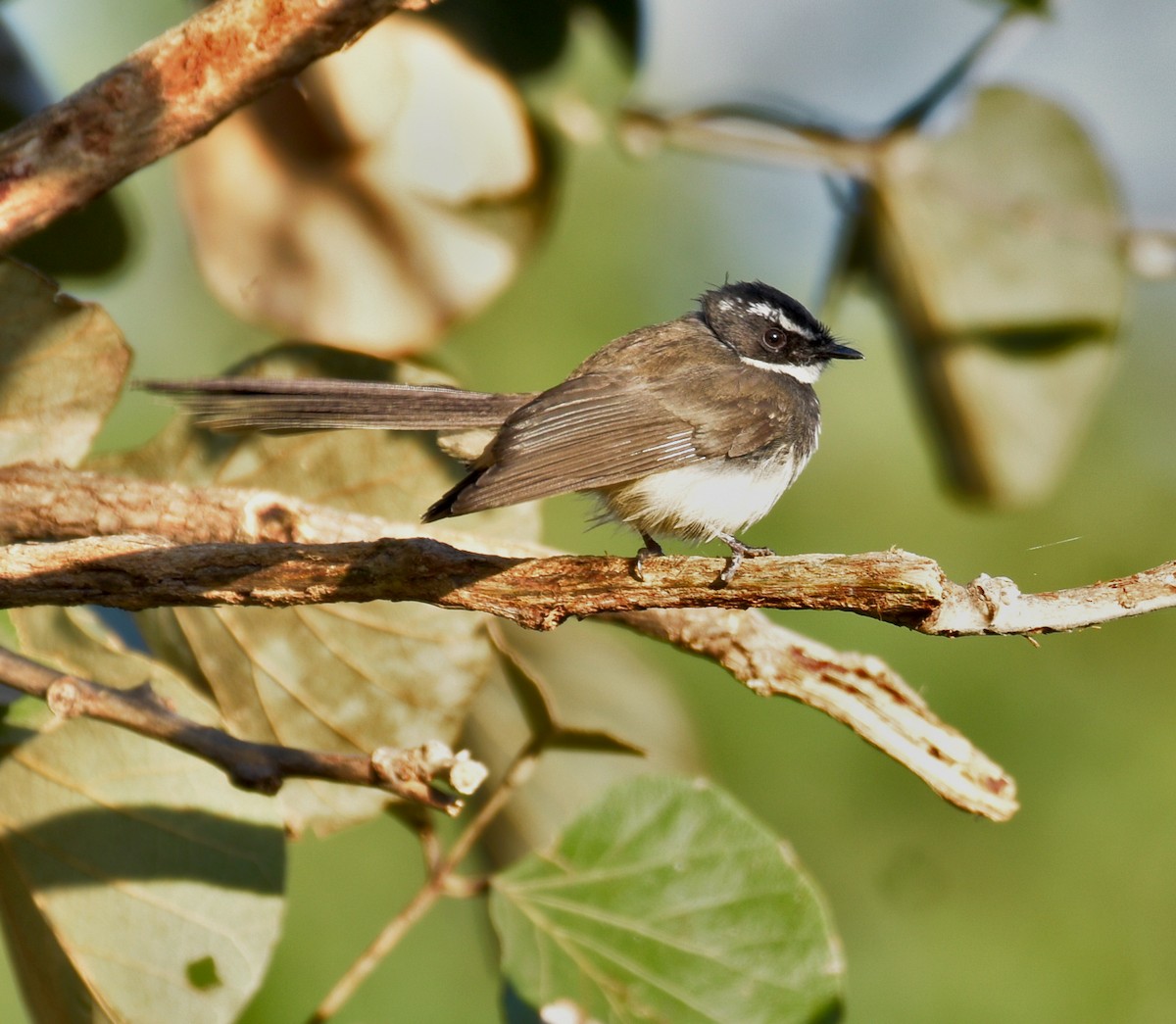 Spot-breasted Fantail - ML518193811
