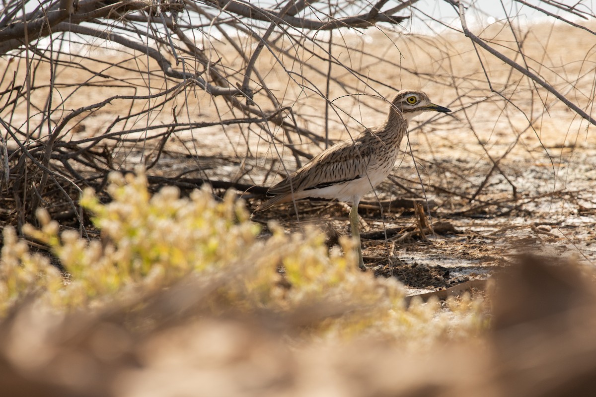 Senegal Thick-knee - ML518194421