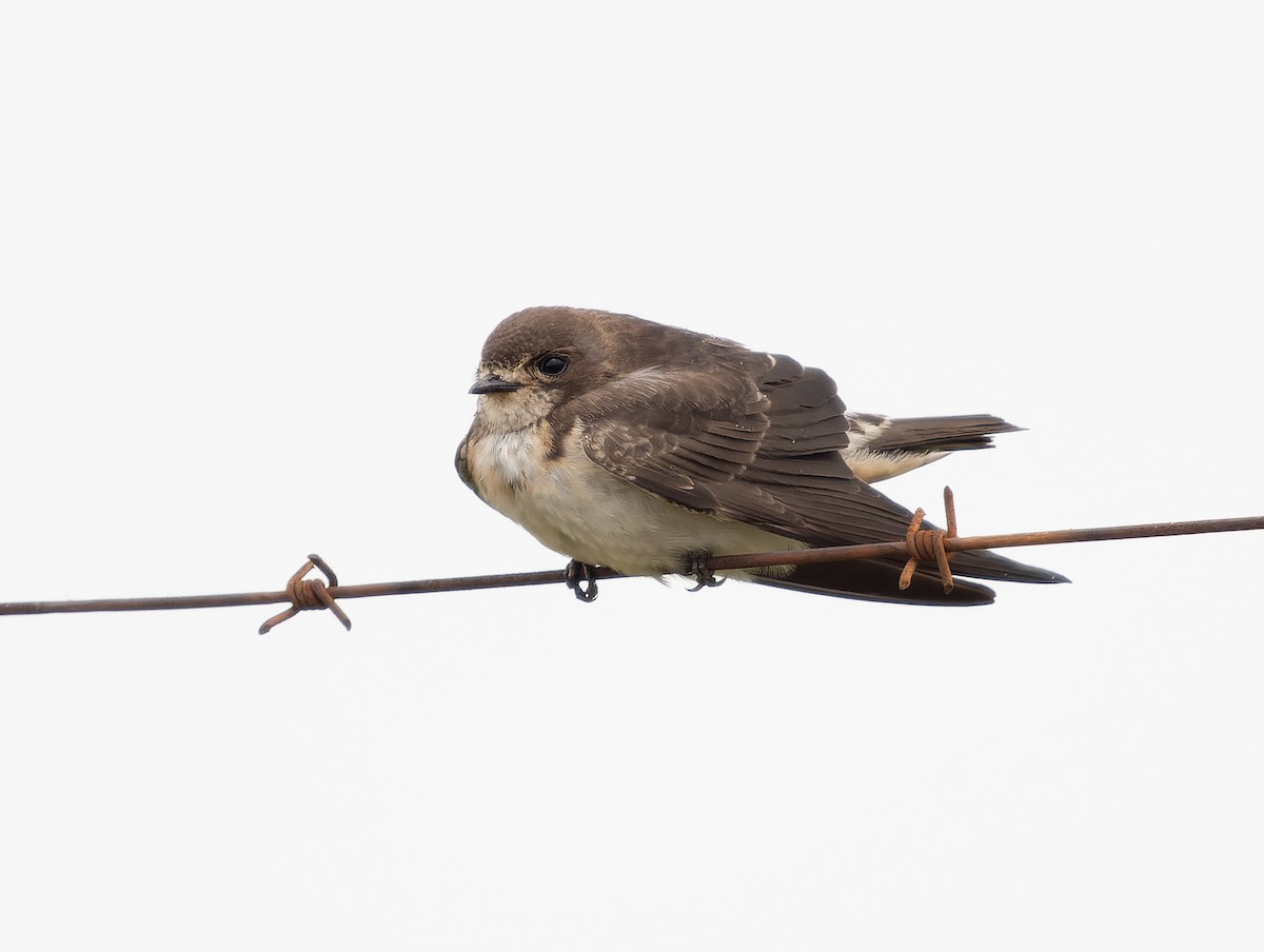 South African Swallow - ML518195811