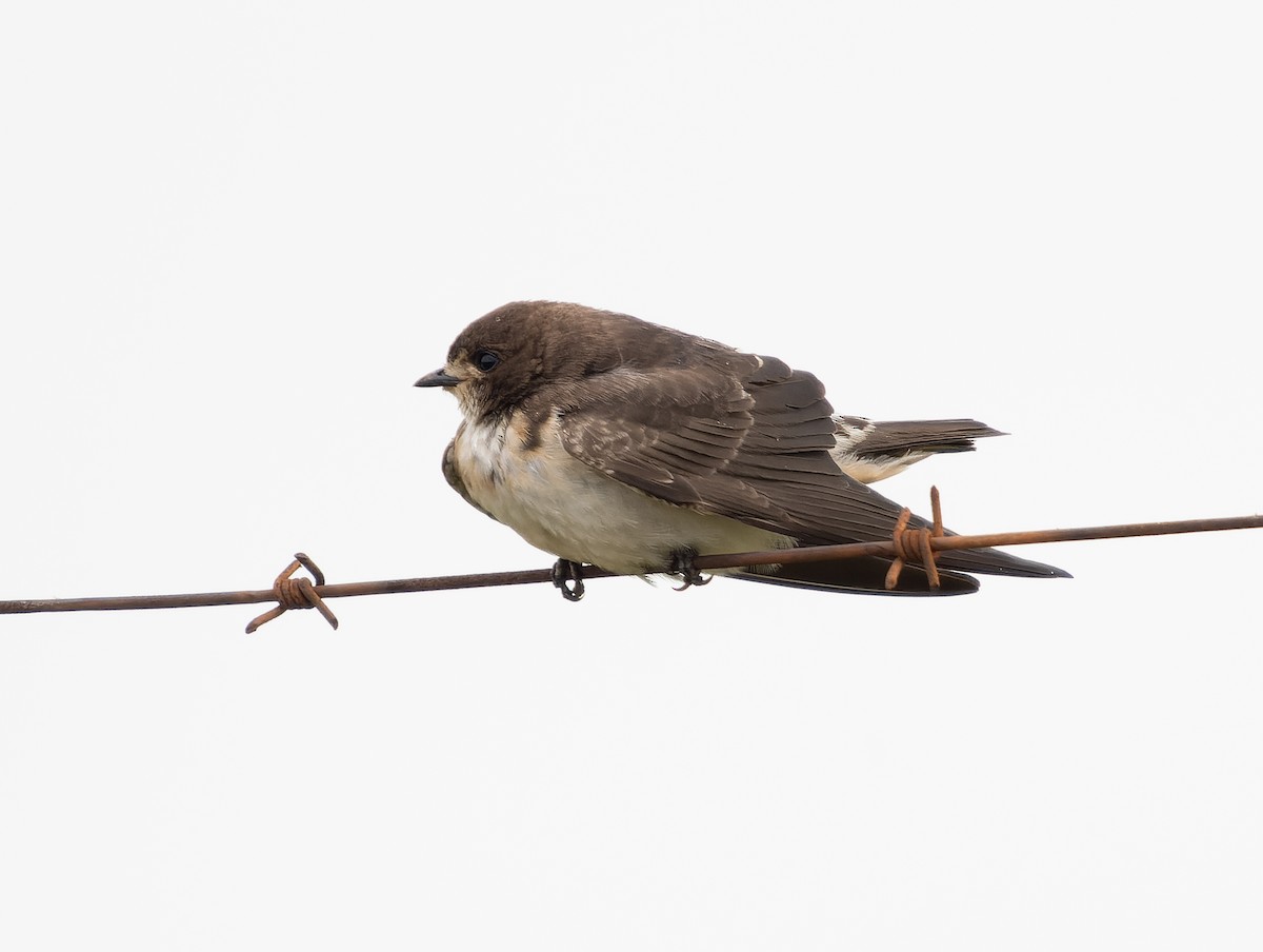 South African Swallow - ML518195841