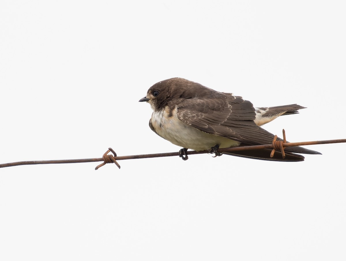 Golondrina Sudafricana - ML518195851