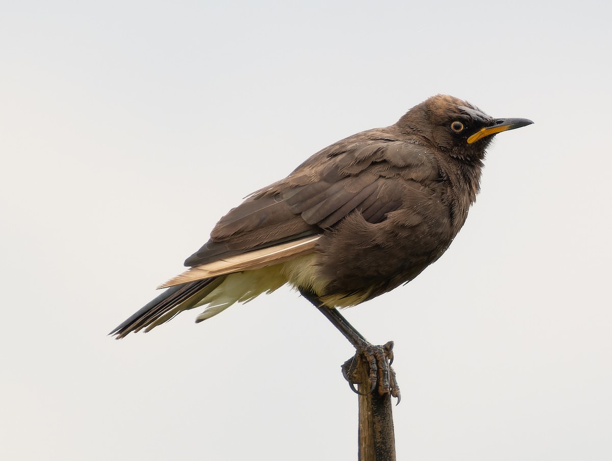 African Pied Starling - ML518195981