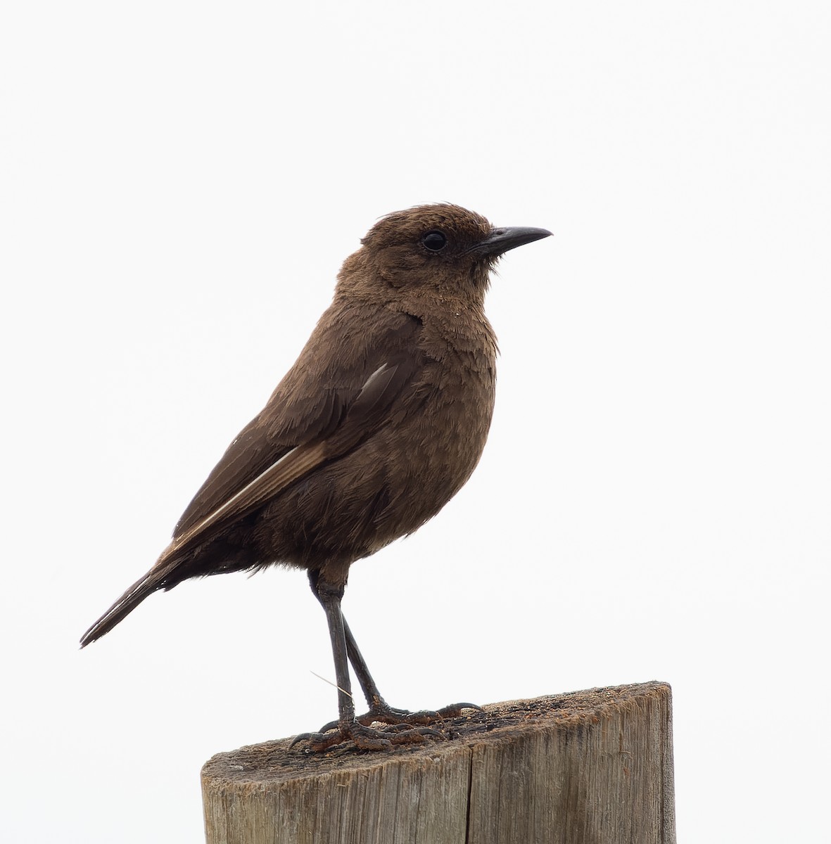 Southern Anteater-Chat - ML518196031