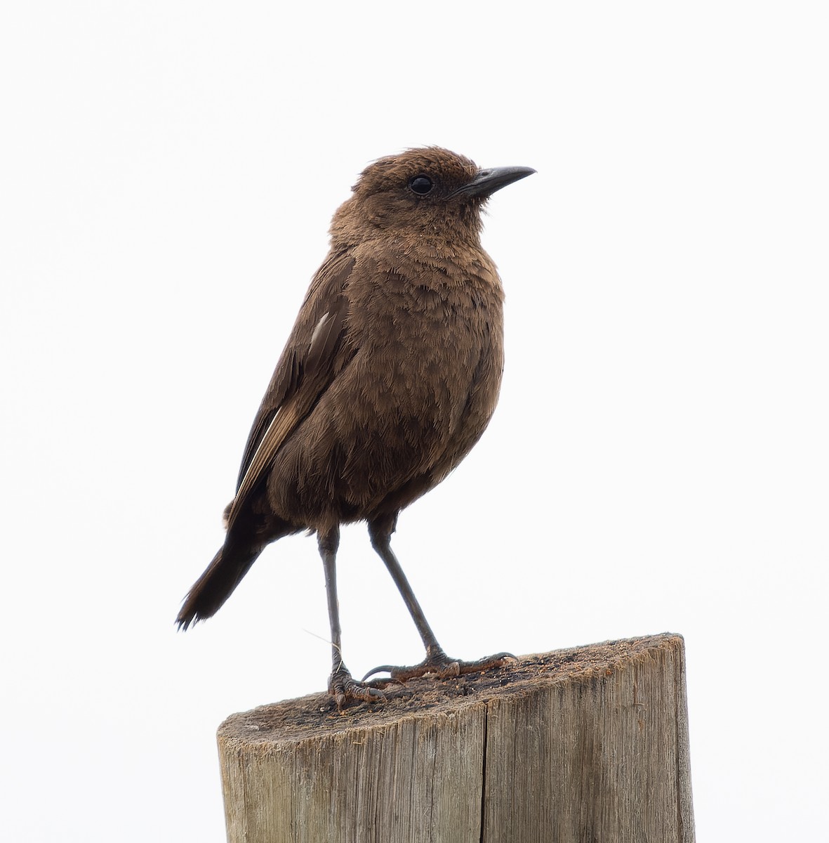 Southern Anteater-Chat - ML518196061